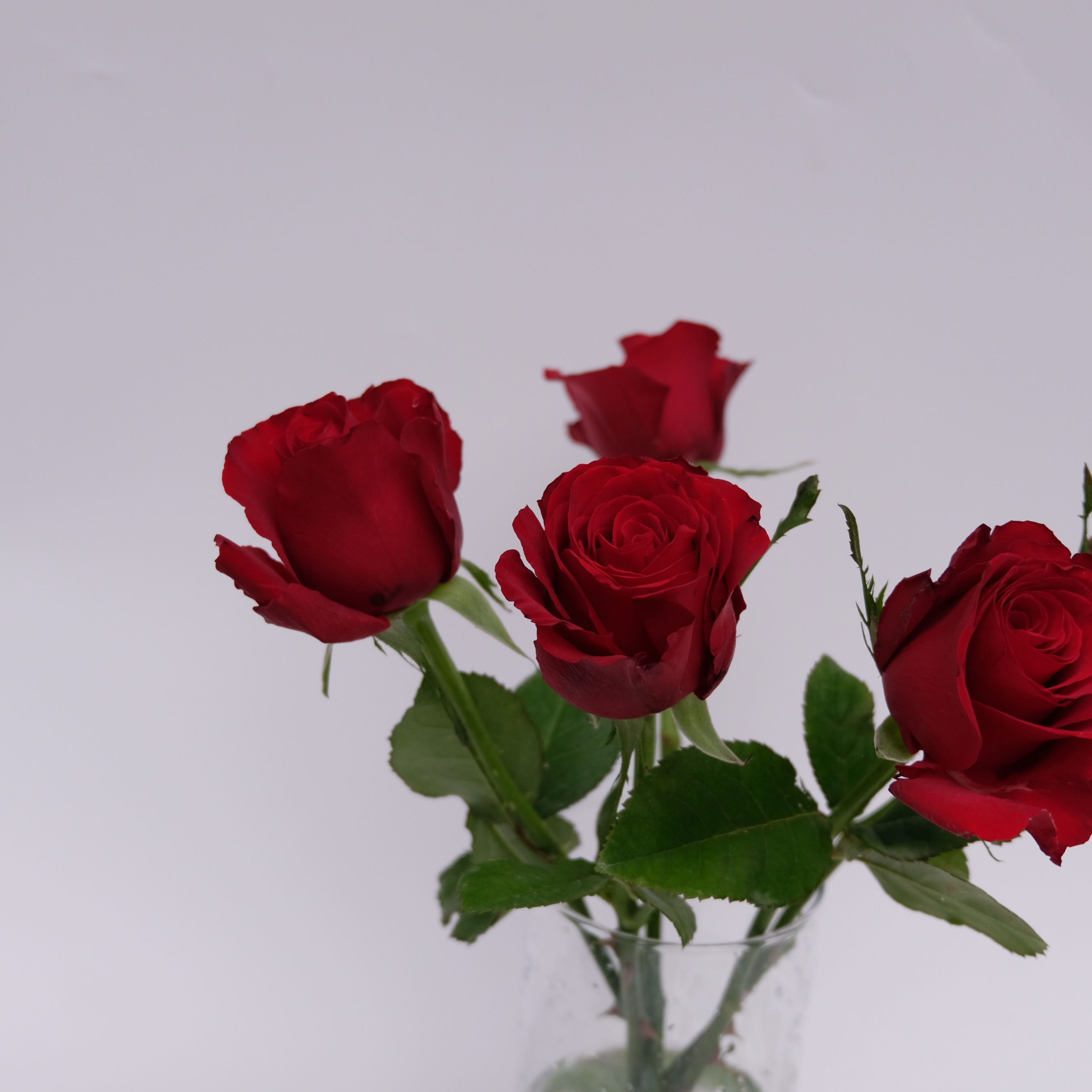 Rose Bunch Red