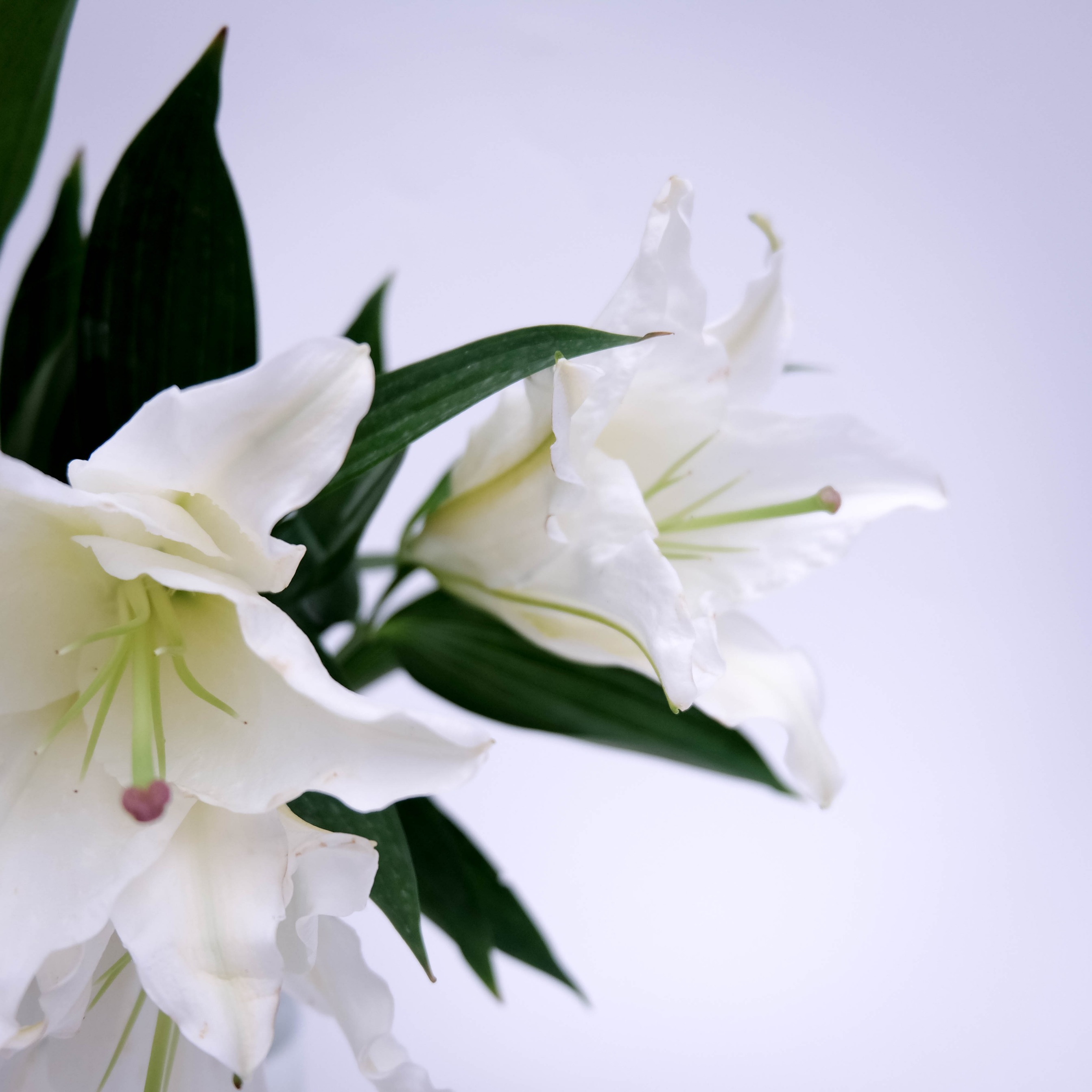 Lily Bunch White