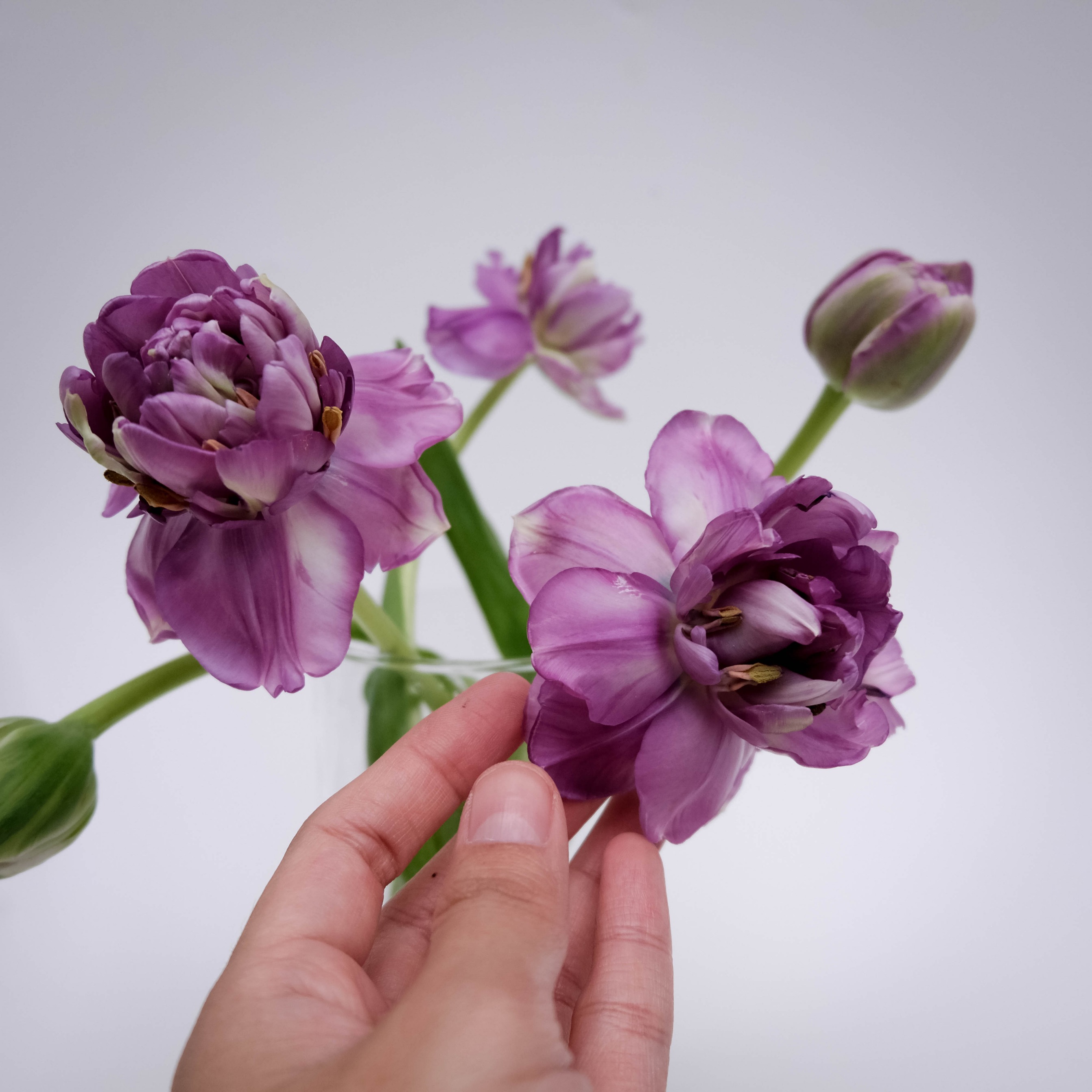 Tulip Bunch Purple