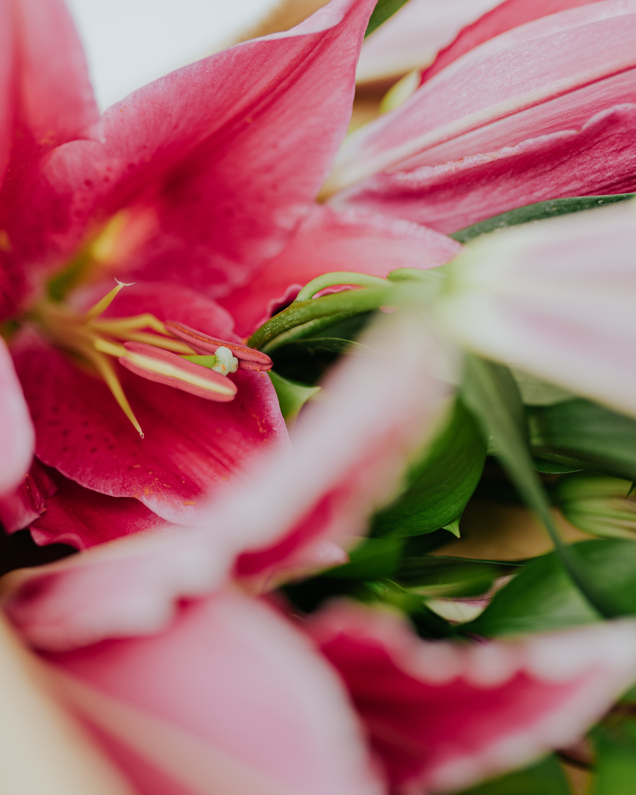 Lily HB Medium Red