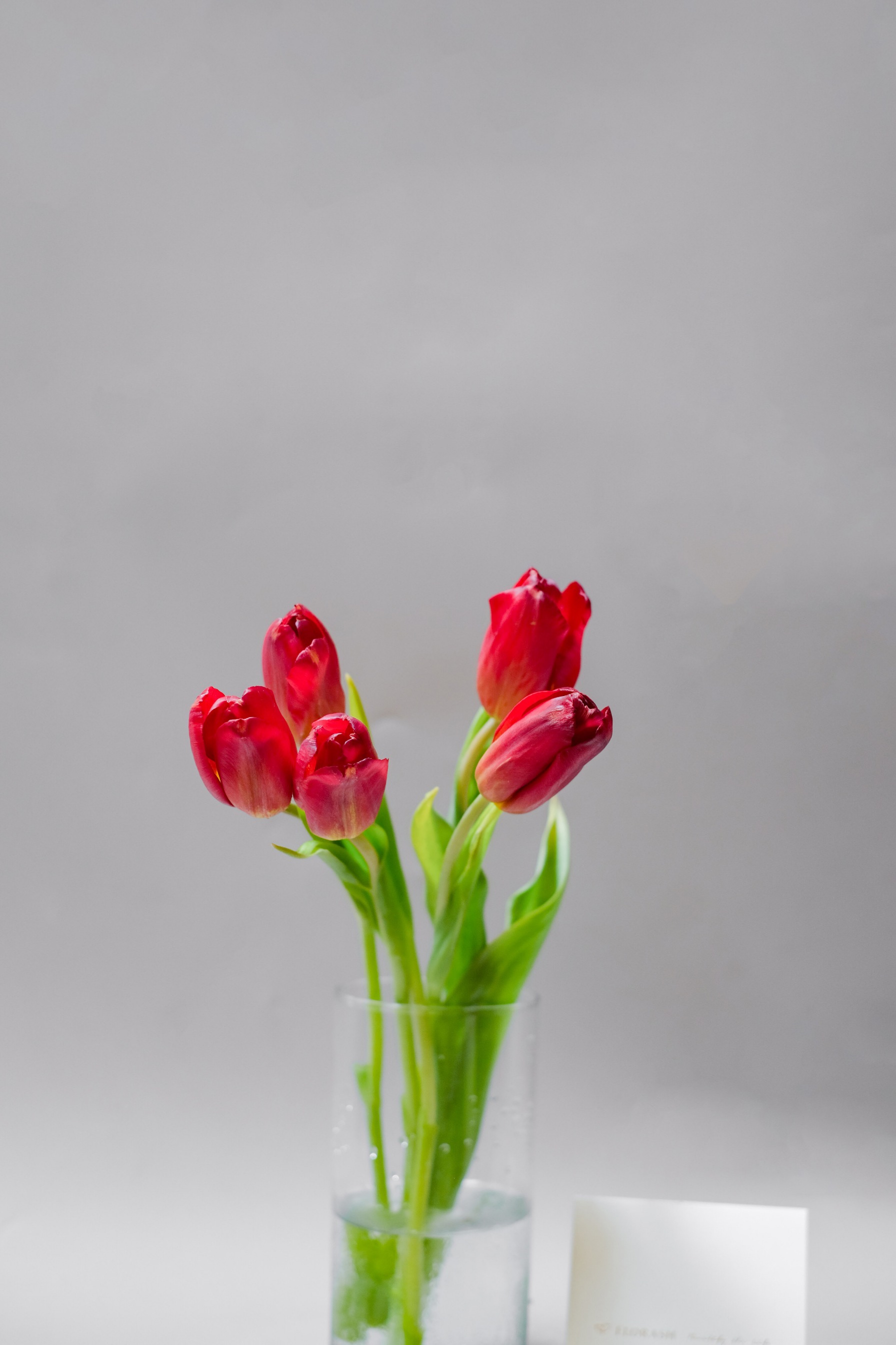Tulip Bunch Red