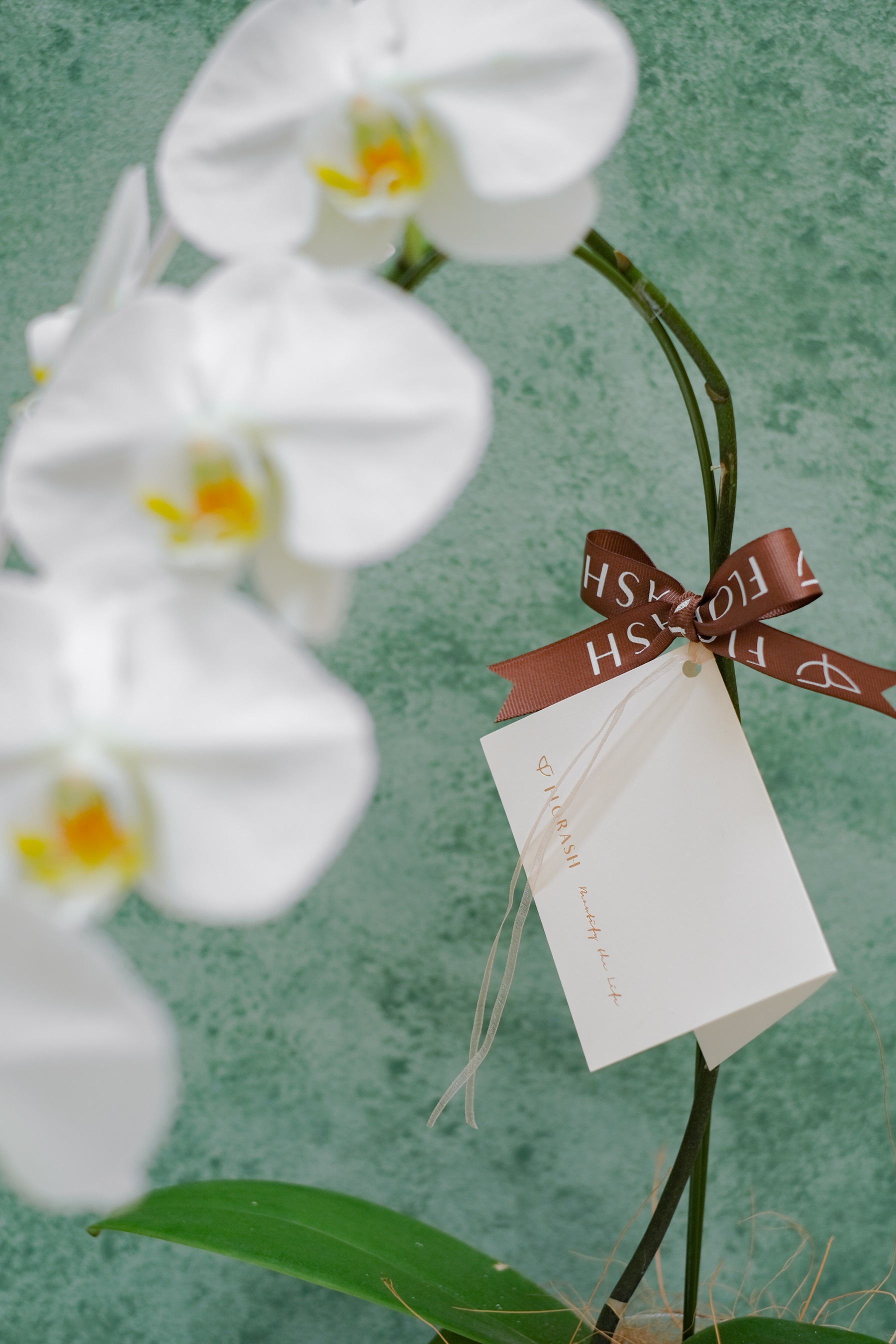 Orchid Vase Medium White