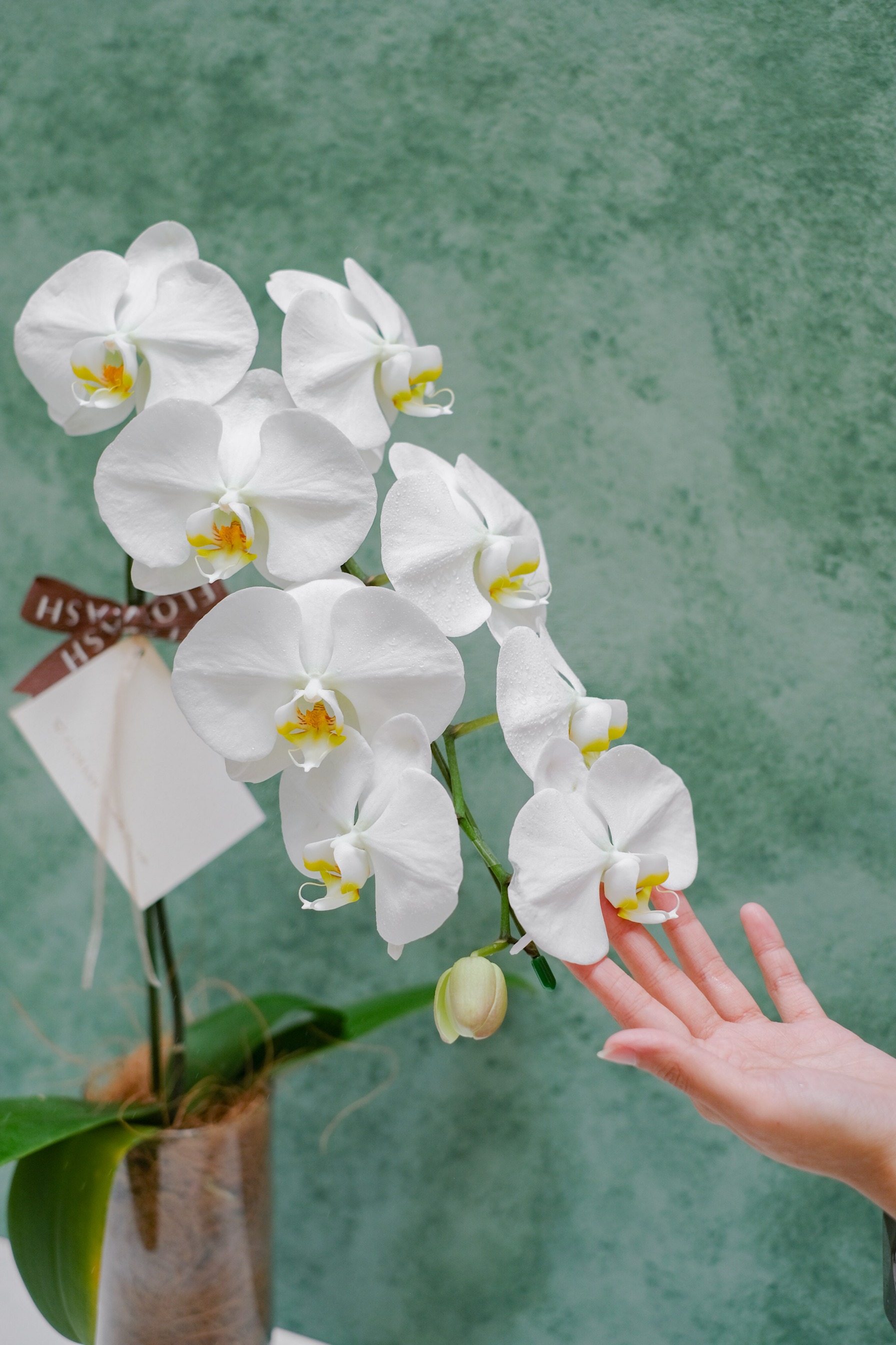 Orchid Vase Medium White