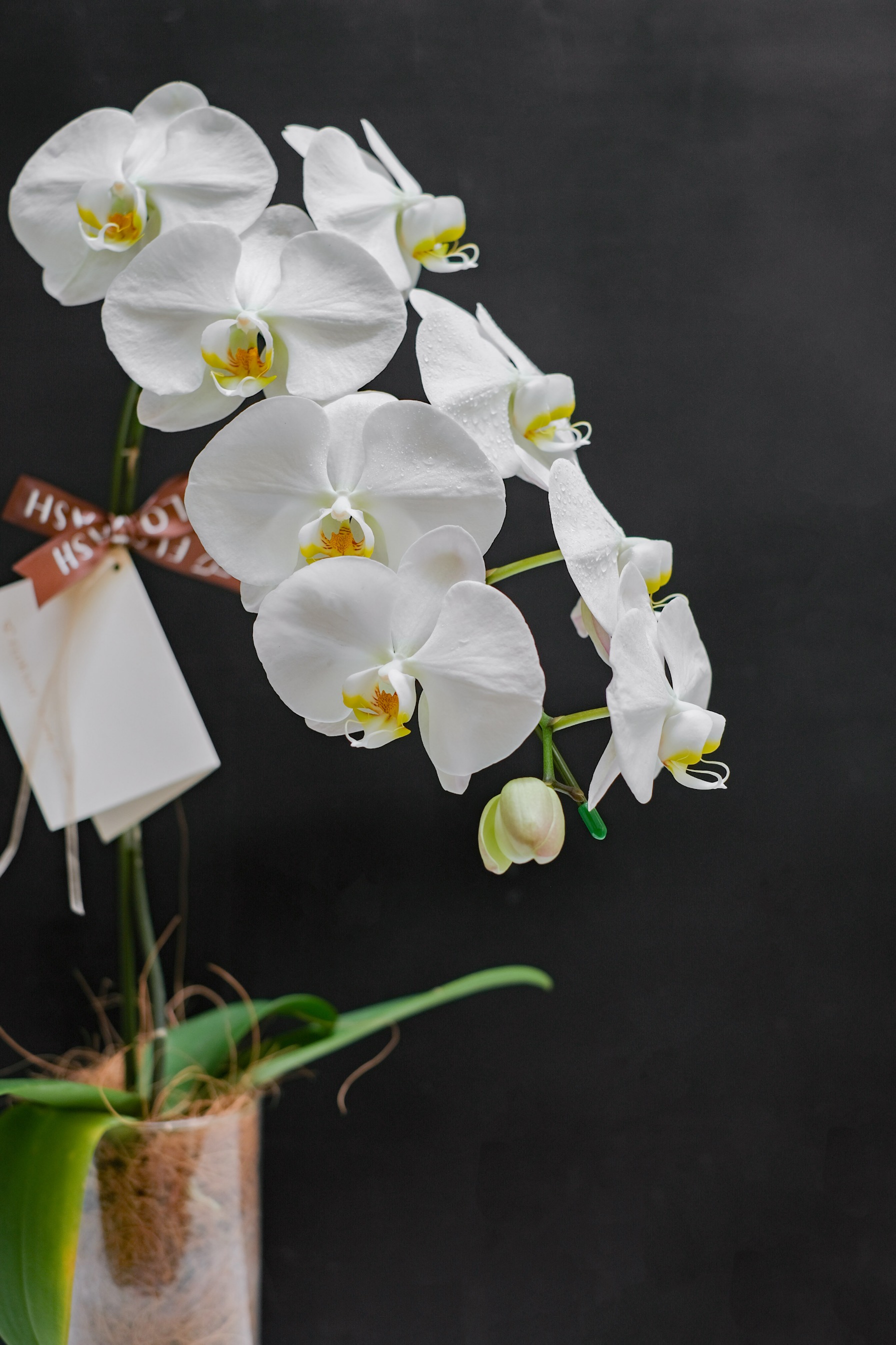 Orchid Vase Medium White