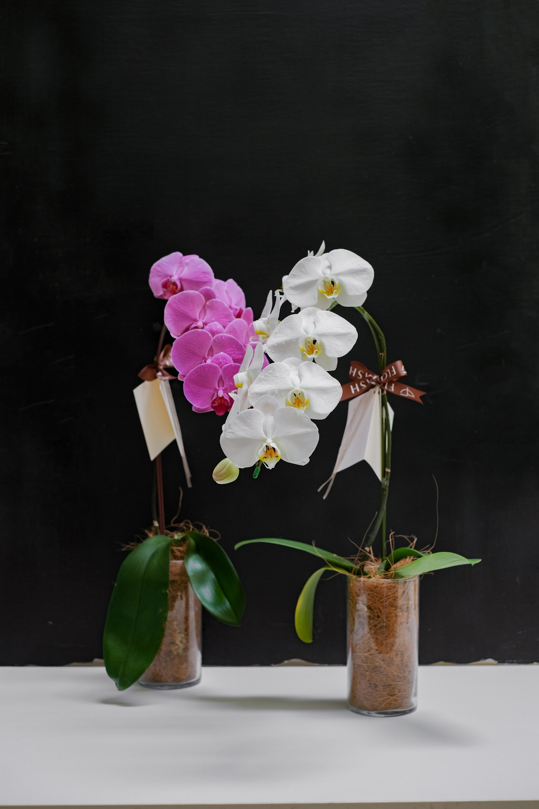 Orchid Vase Medium White