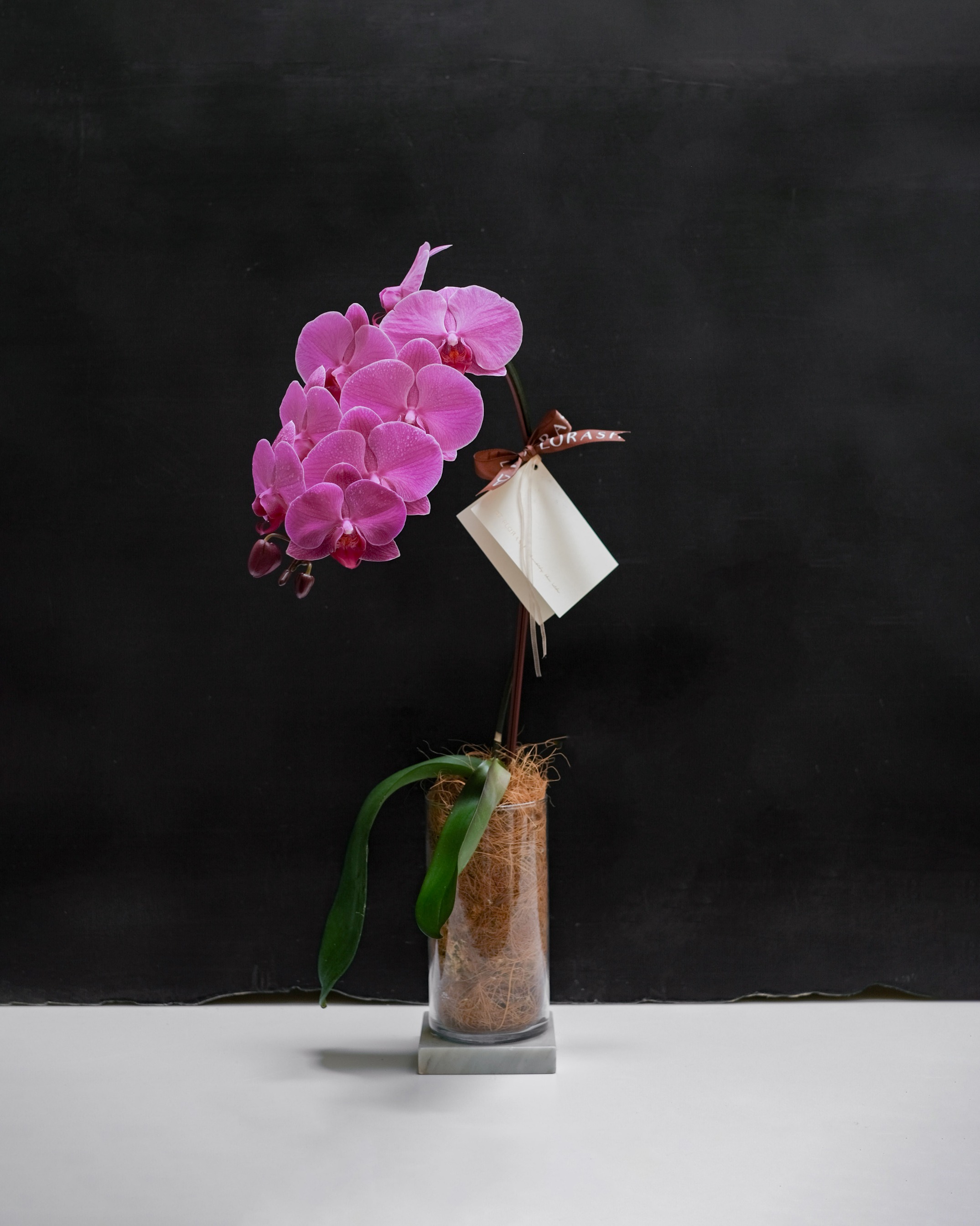 Orchid Vase Medium Pink