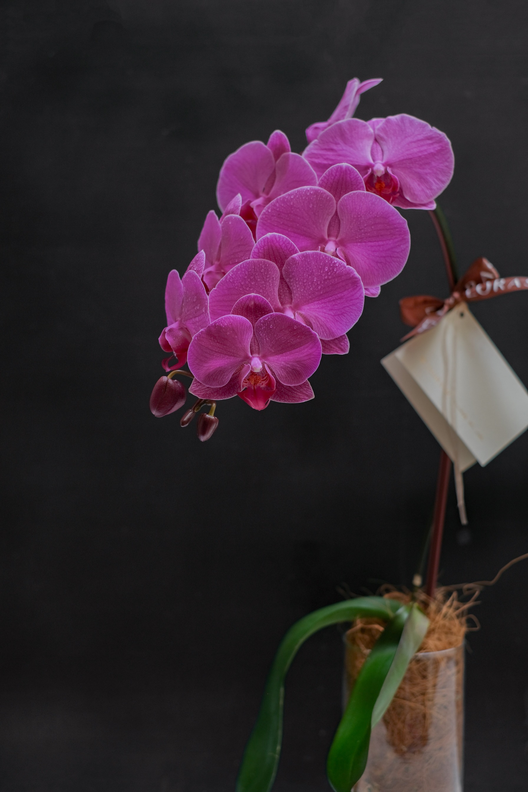 Orchid Vase Medium Pink