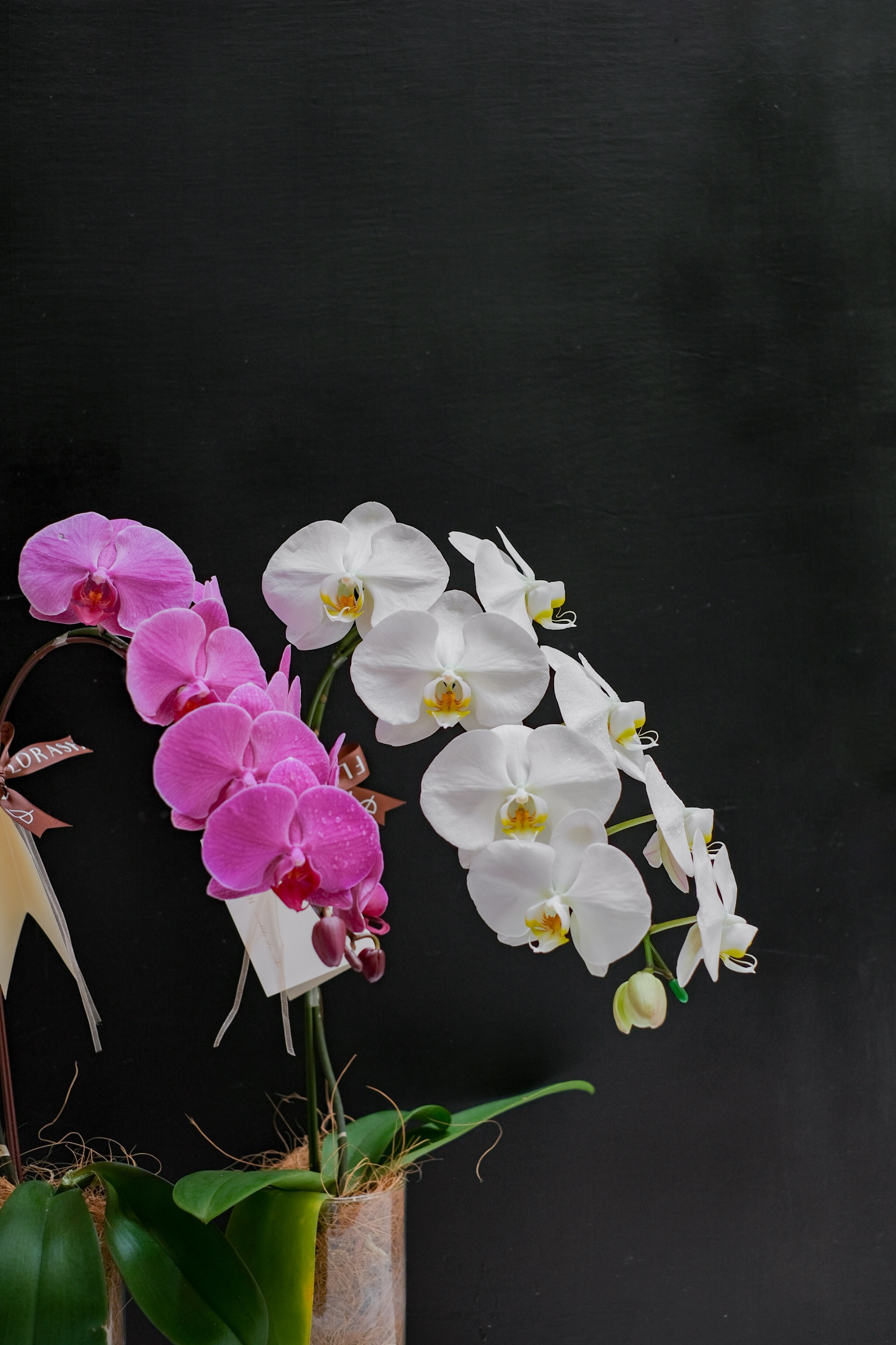 Orchid Vase Medium Pink