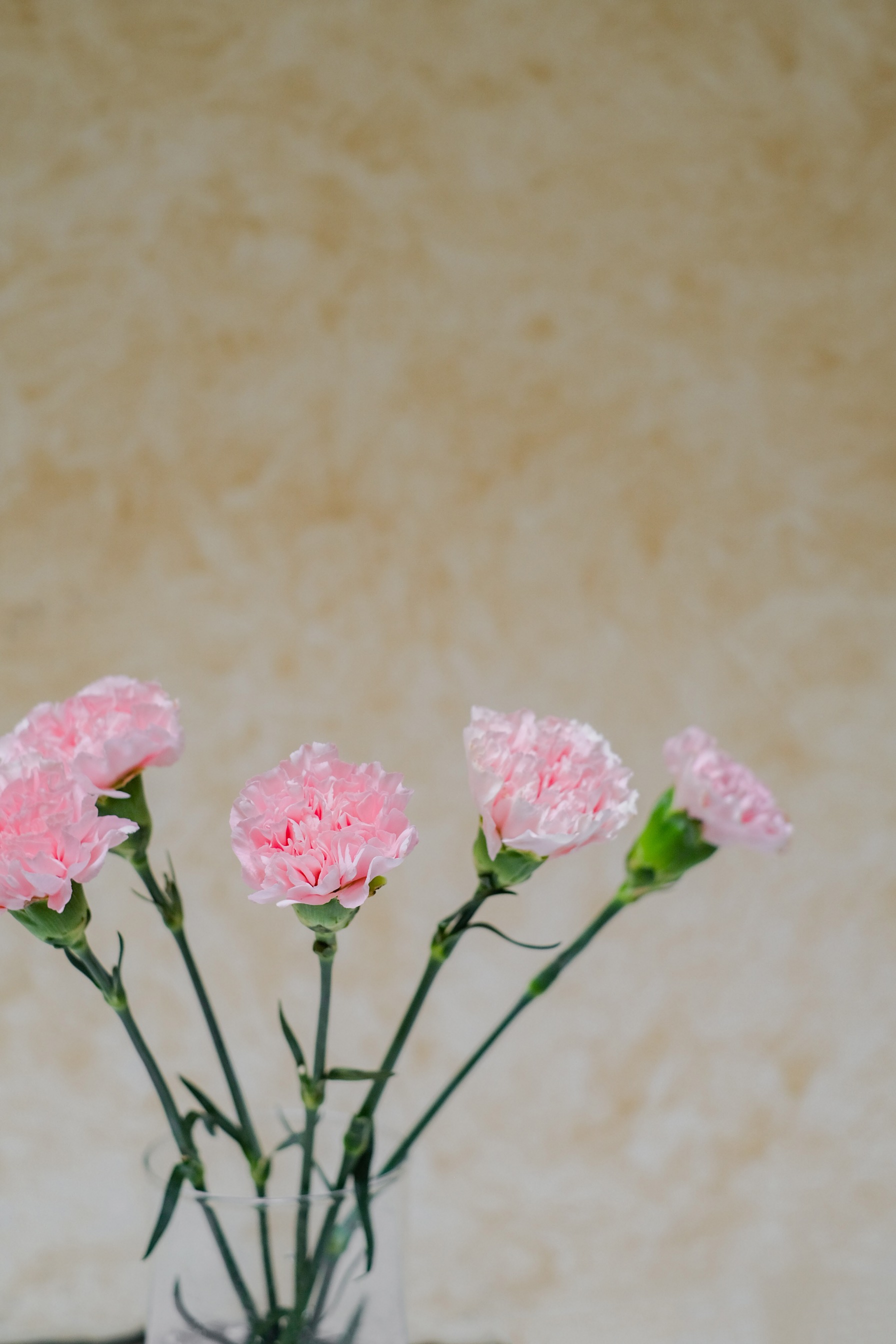Dianthus Bunch Pink