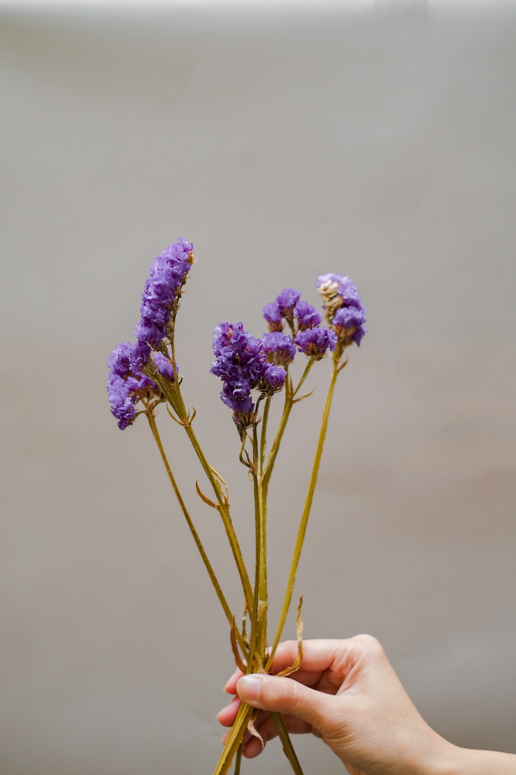 Statice Bunch Purple