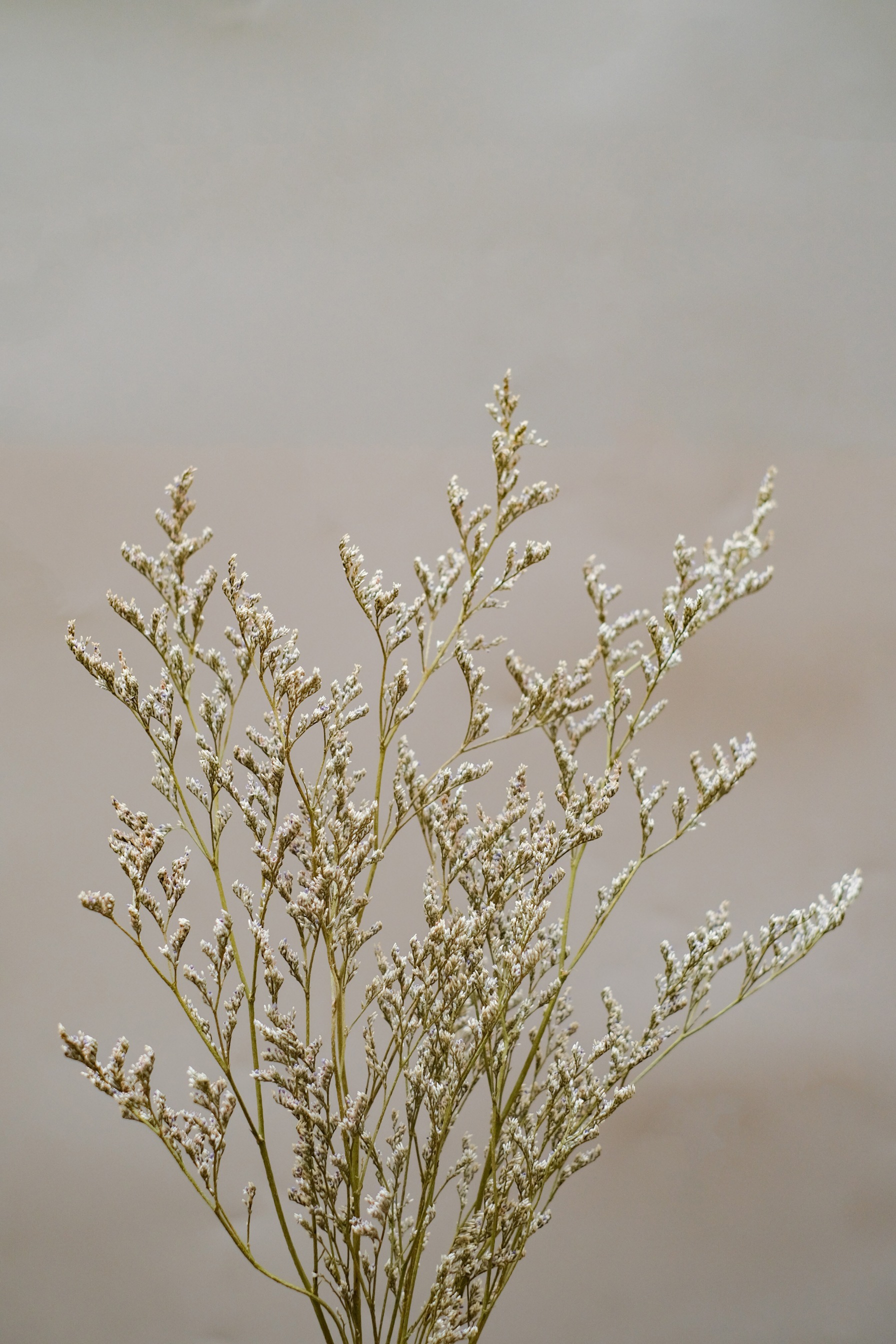 Caspea Bunch