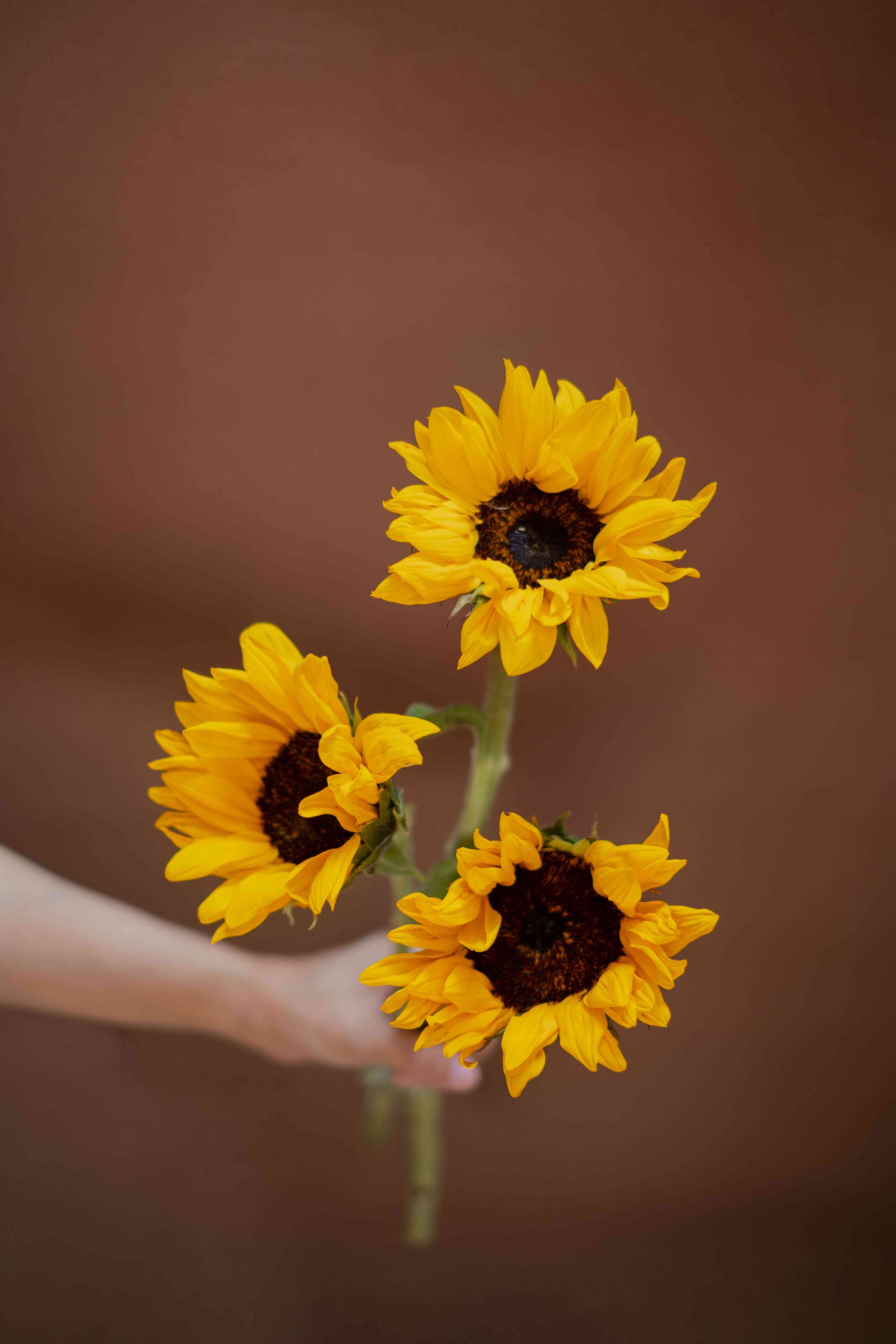 Helianthus Bunch