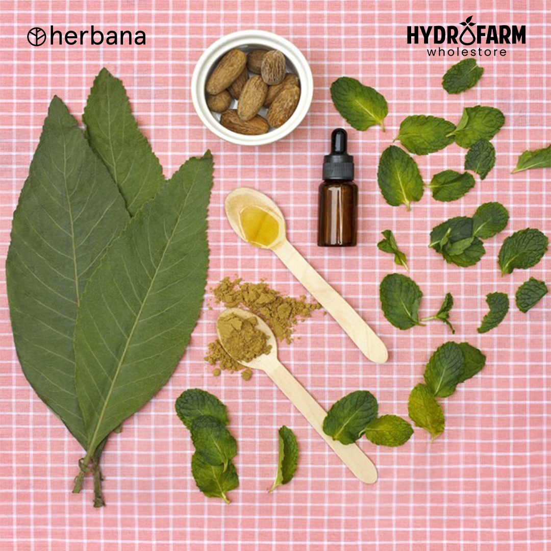 Herbana - Balance Madia Good Night (Meringankan insomnia)