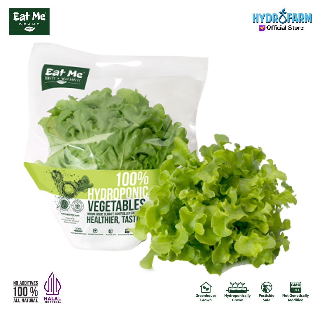 Sayur Selada Hijau Green Oakleaf Lettuce Hidroponik - Eat Me Brand