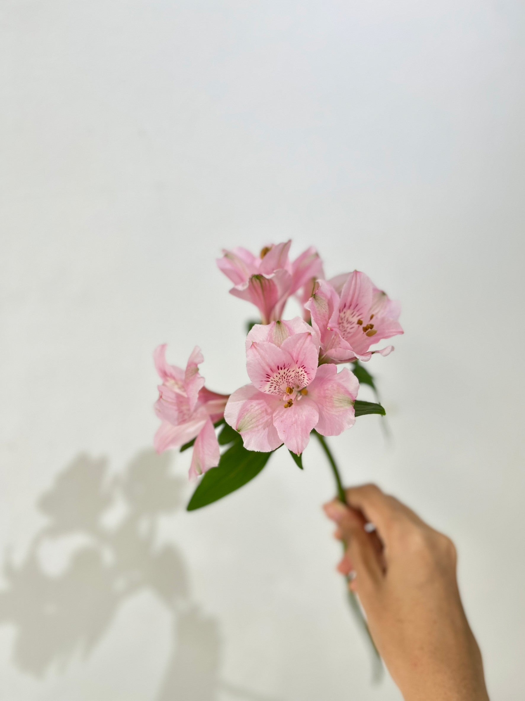 Alstroemeria