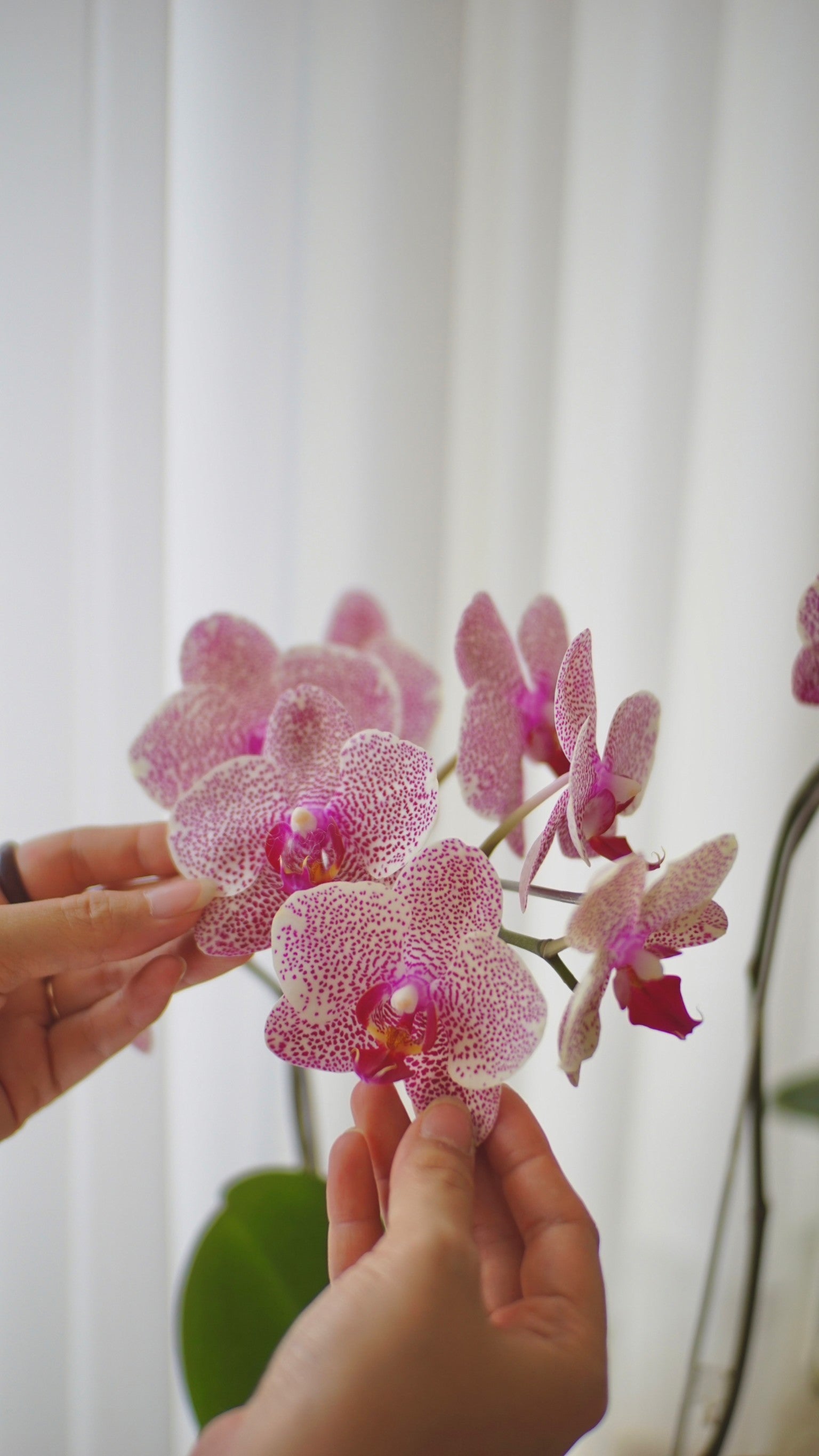 Kara Premium Moon Orchid Vase