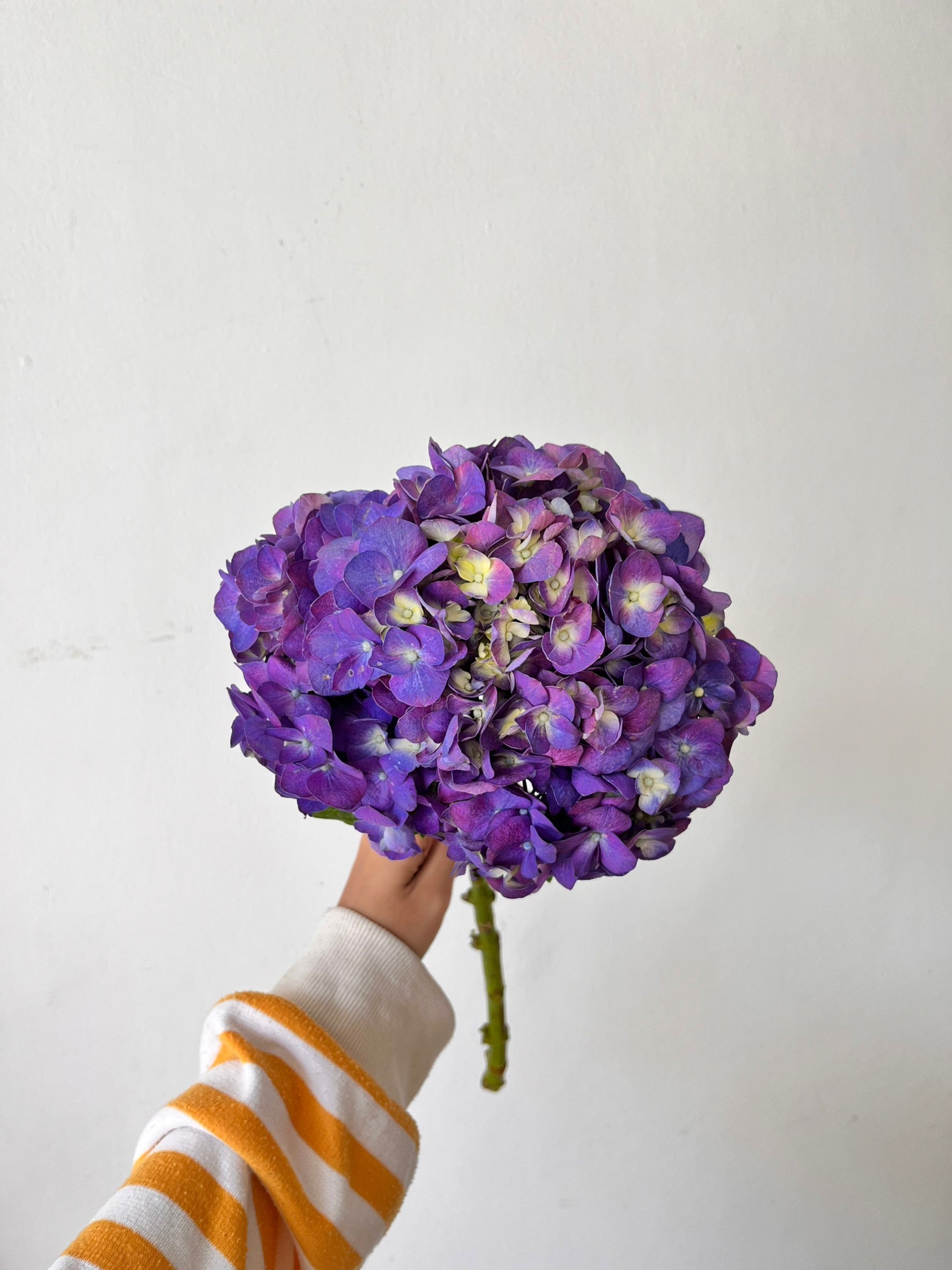 Hydrangea