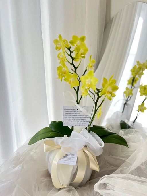 Image of Small Moon Orchid