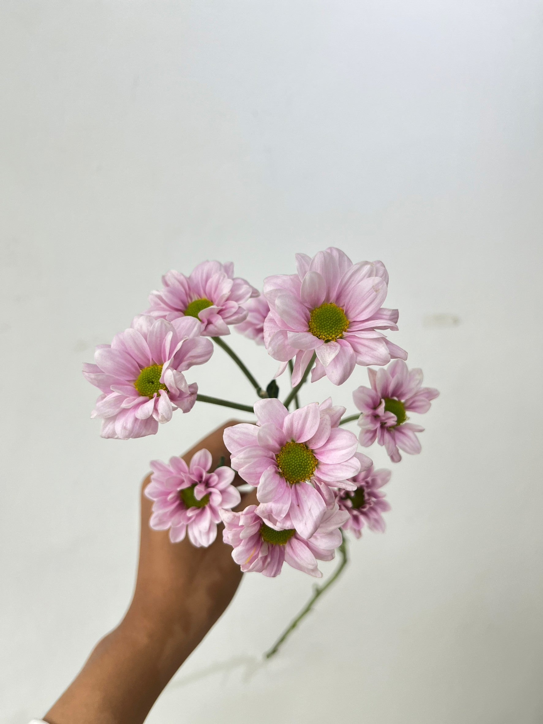 Aster