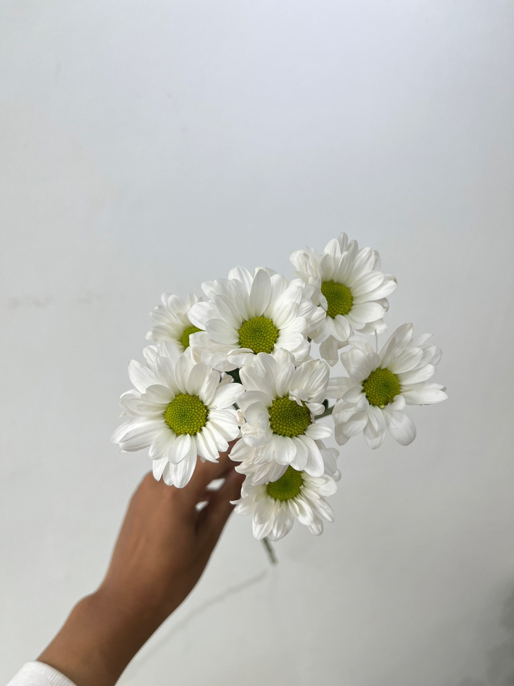 Aster