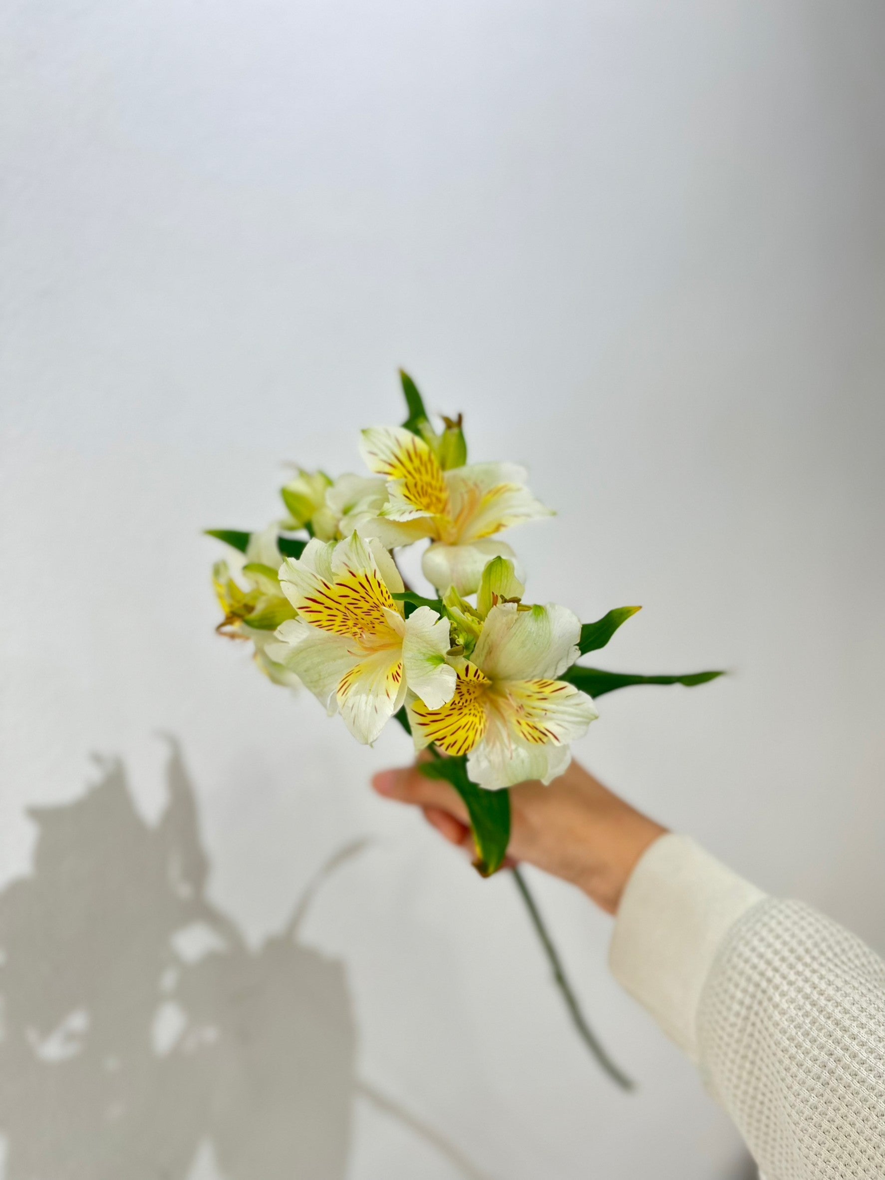 Alstroemeria