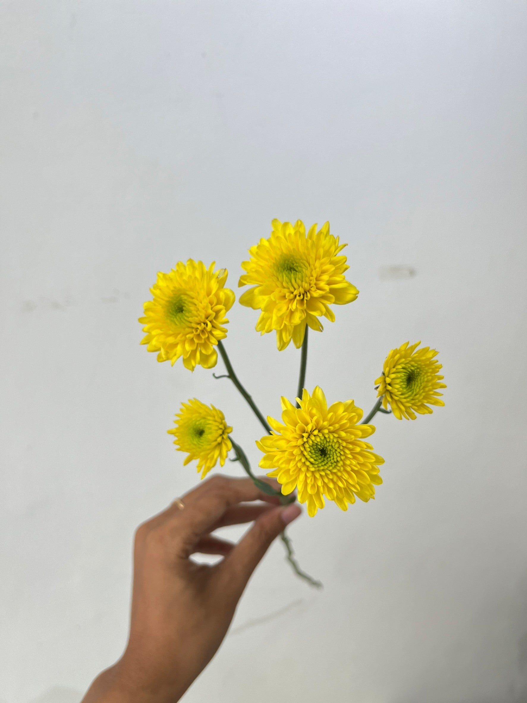 Aster