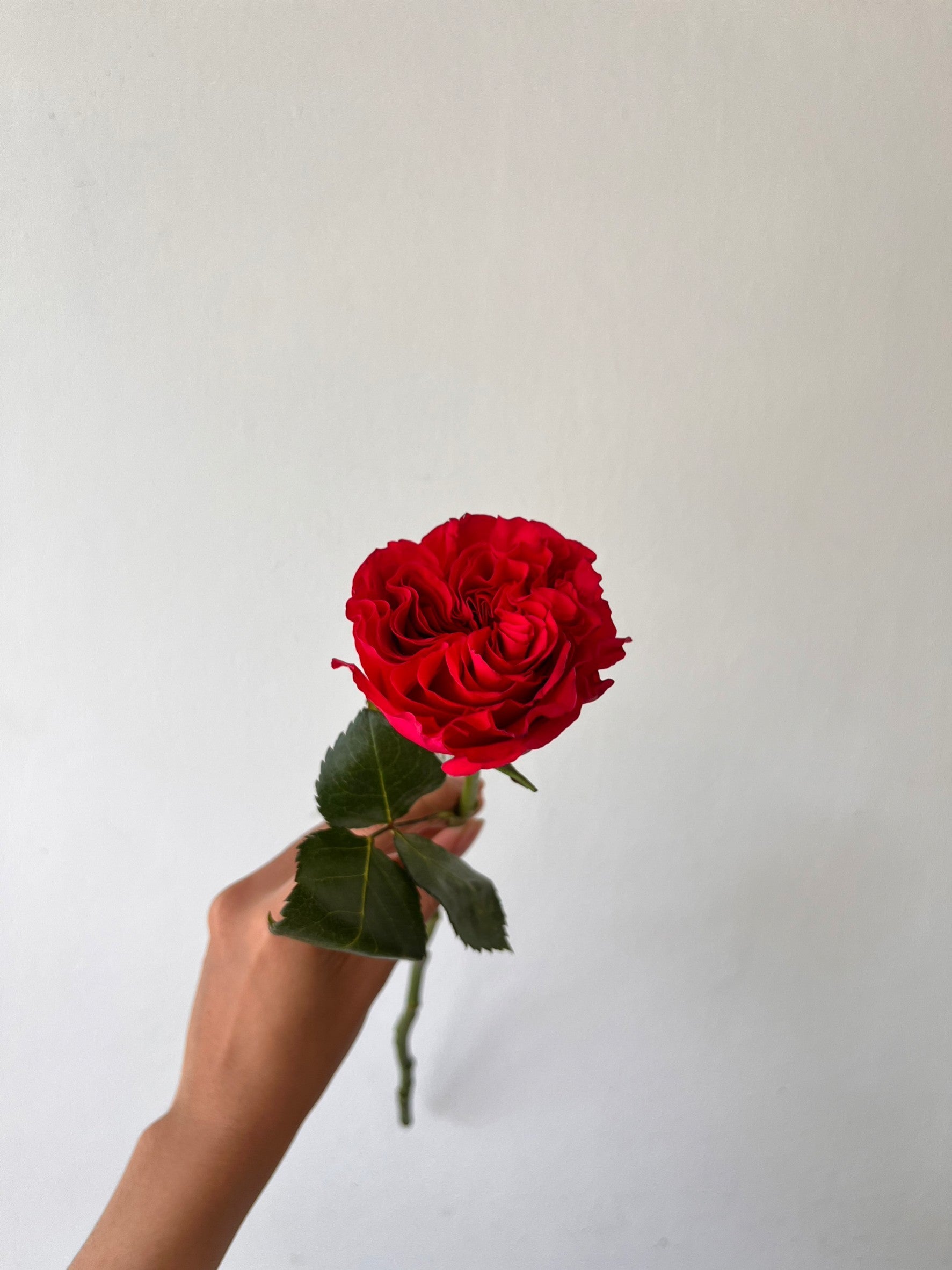 Garden Rose - Mayra