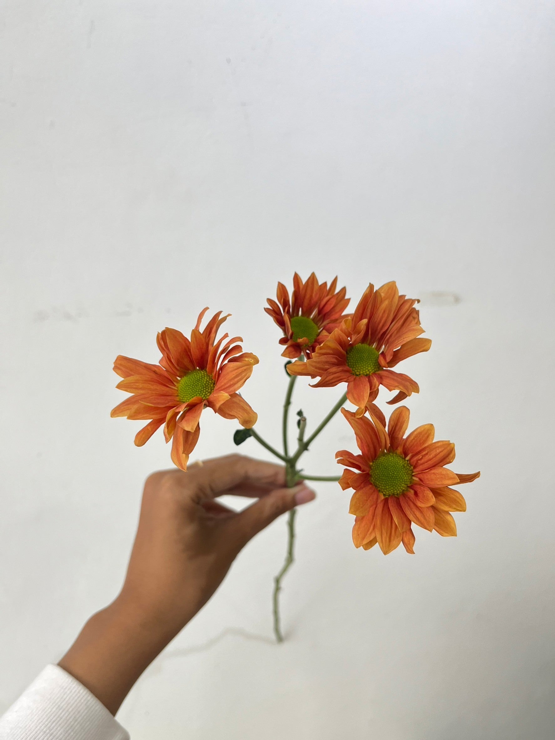 Aster