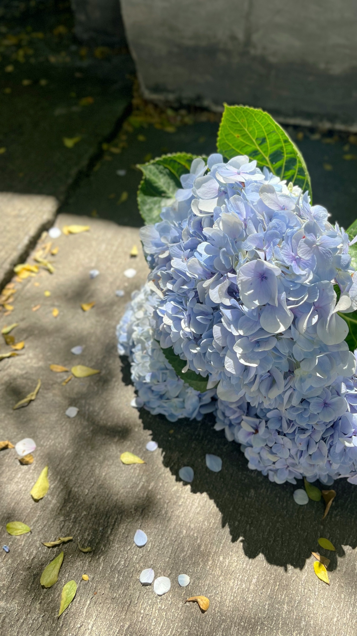Hydrangea