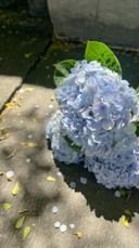 Hydrangea