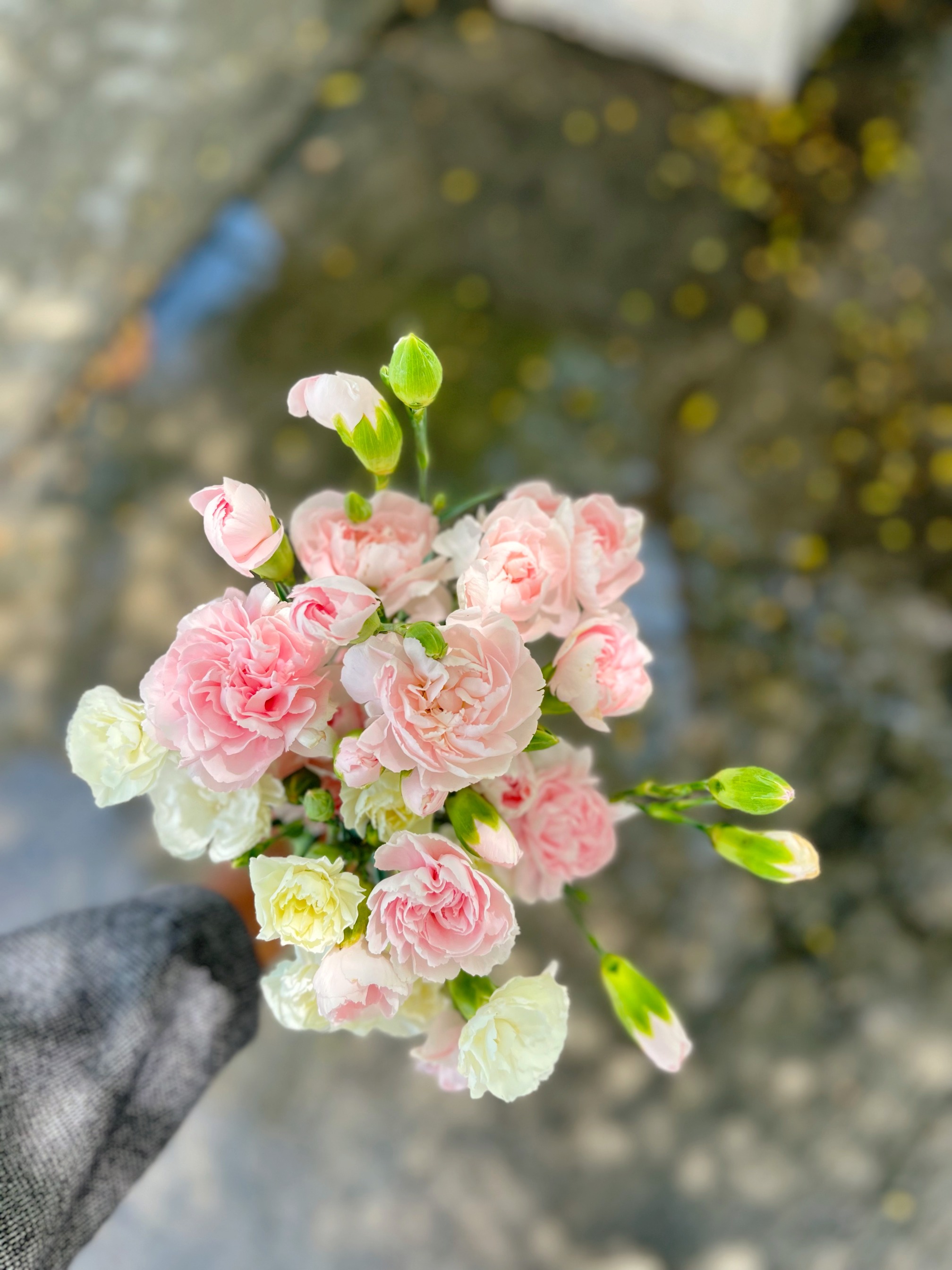 Local Carnation