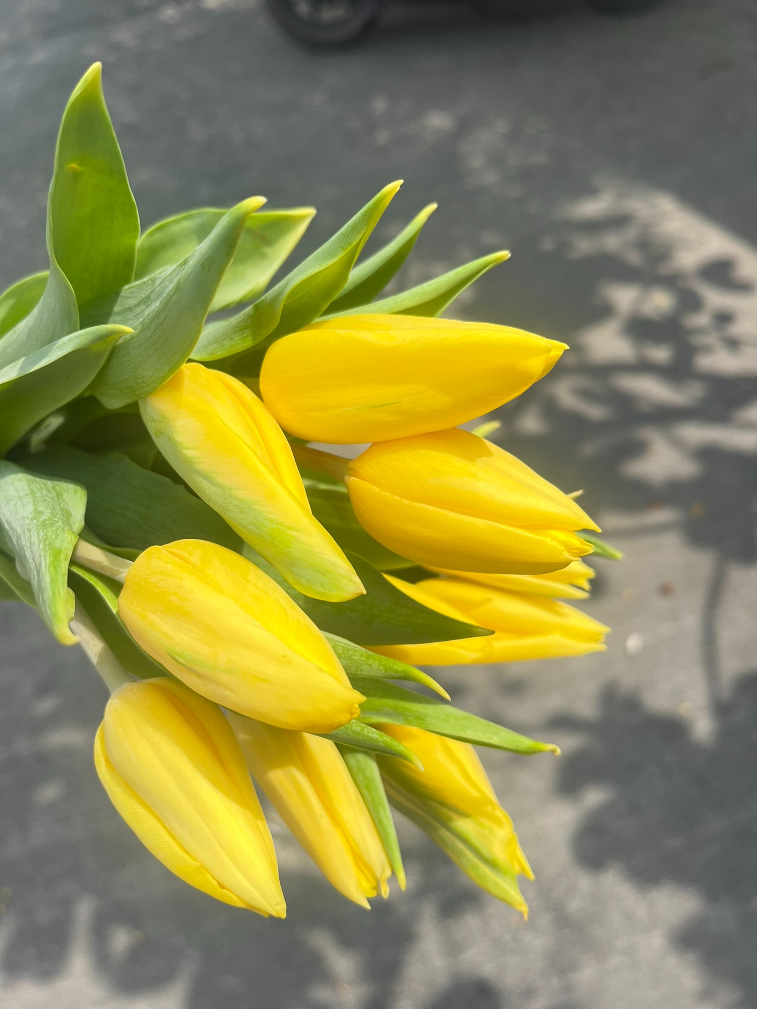 Tulip