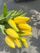 Tulip