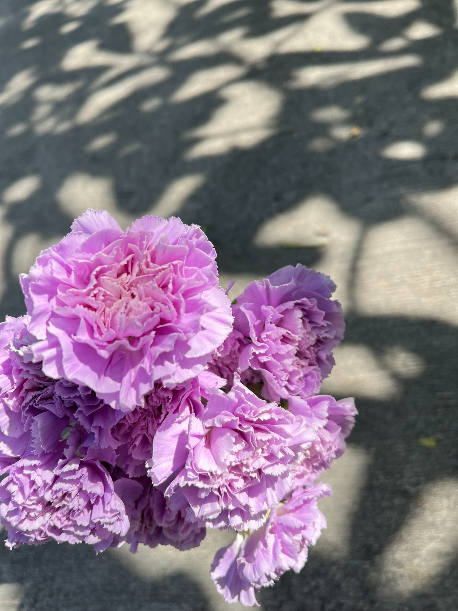 Carnation