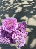Carnation