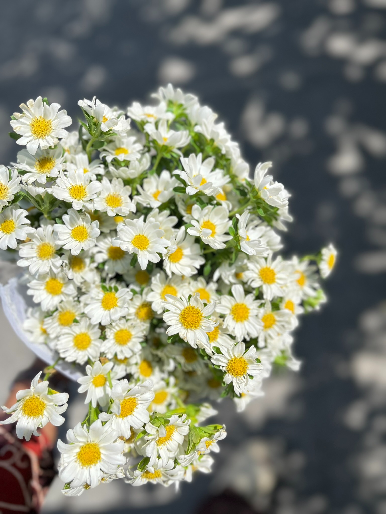 Daisy