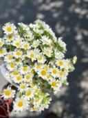 Daisy