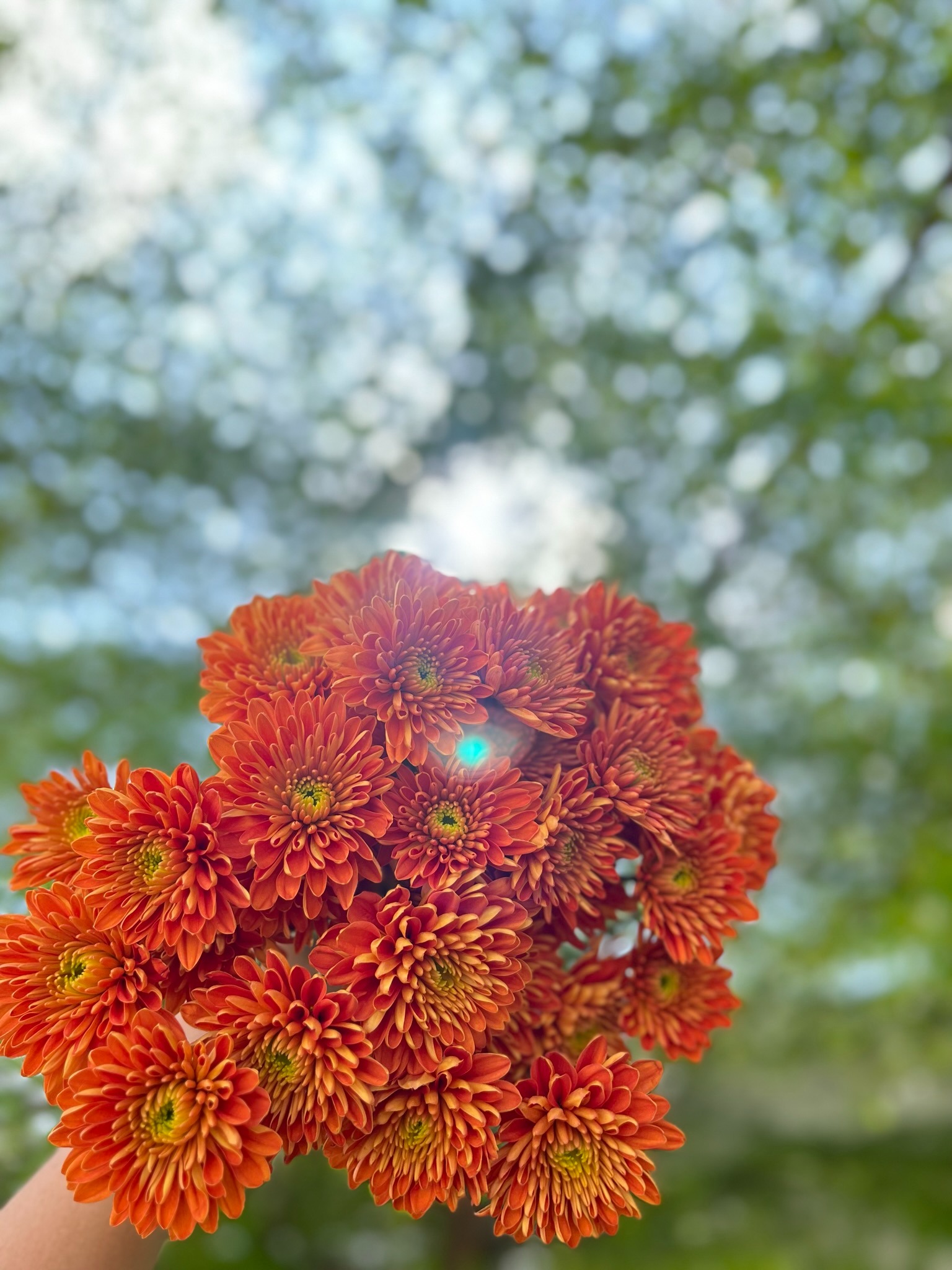 Aster