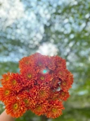 Aster