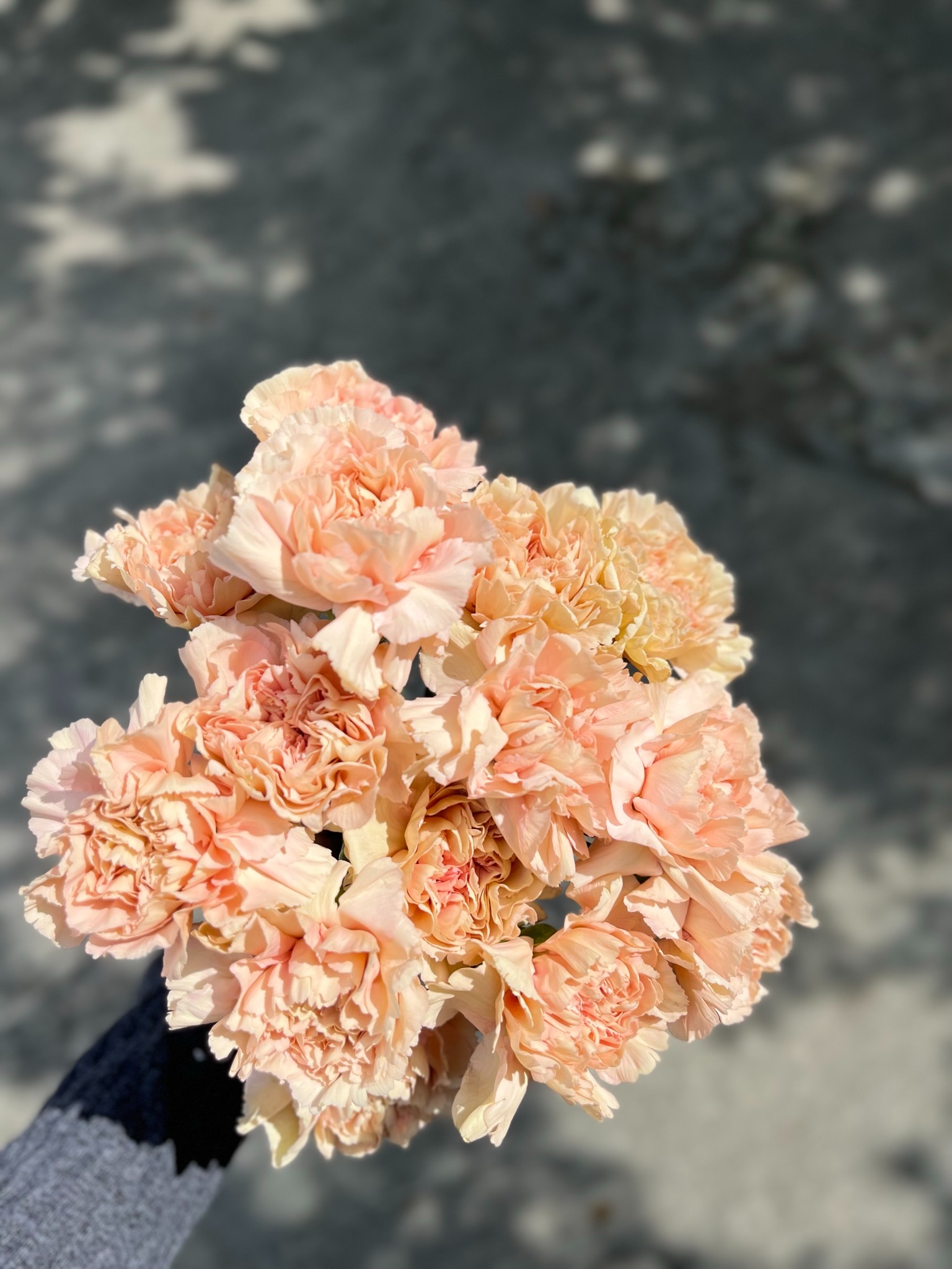Carnation