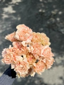 Carnation