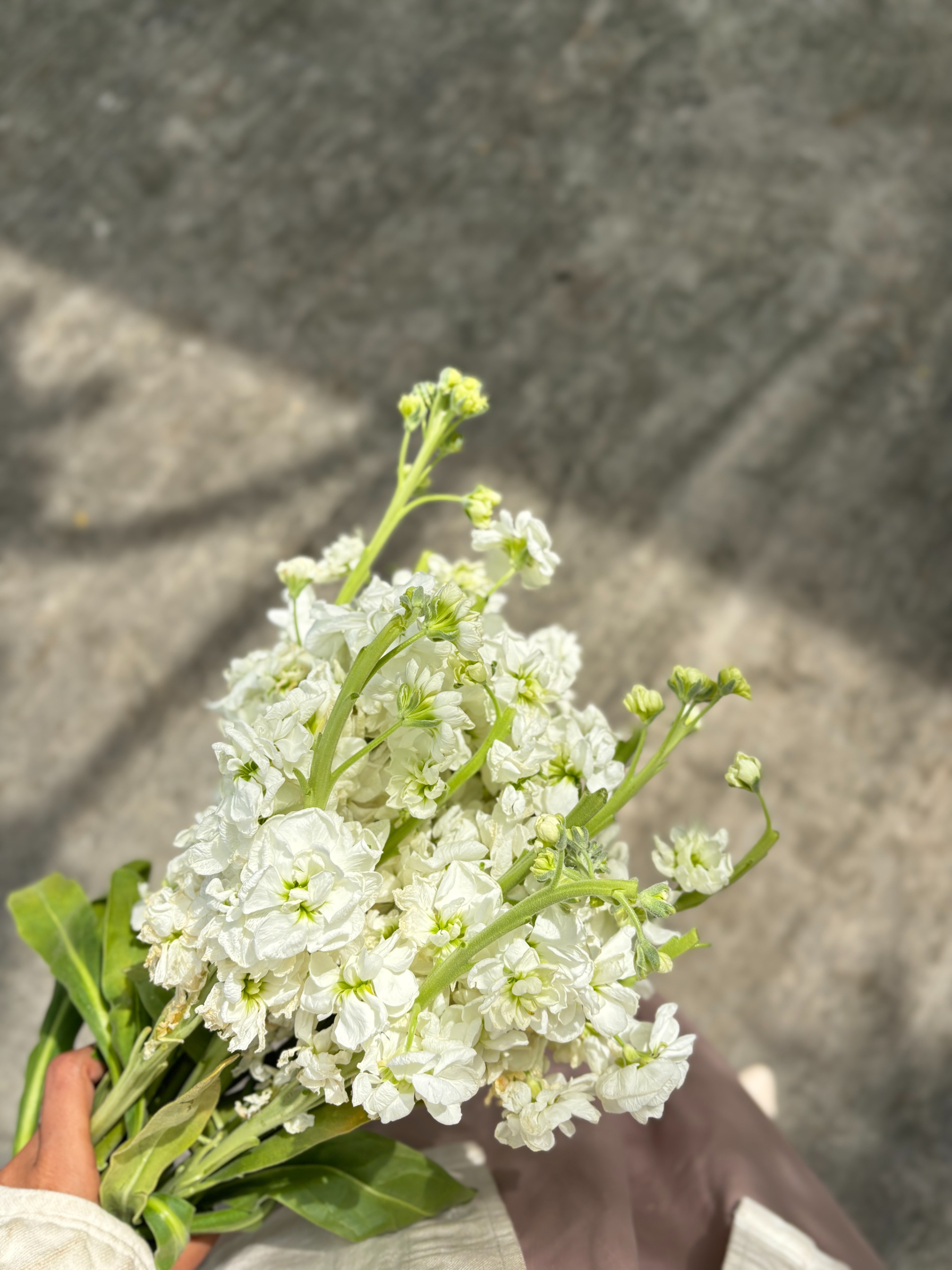Matthiola