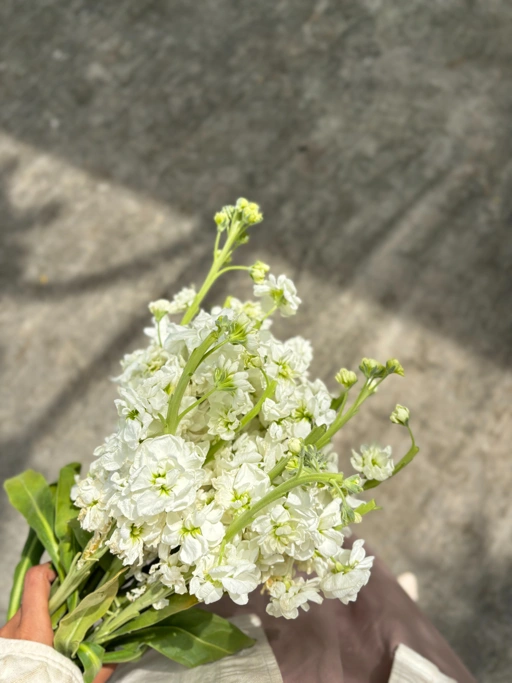 Image of Matthiola