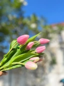 Tulip