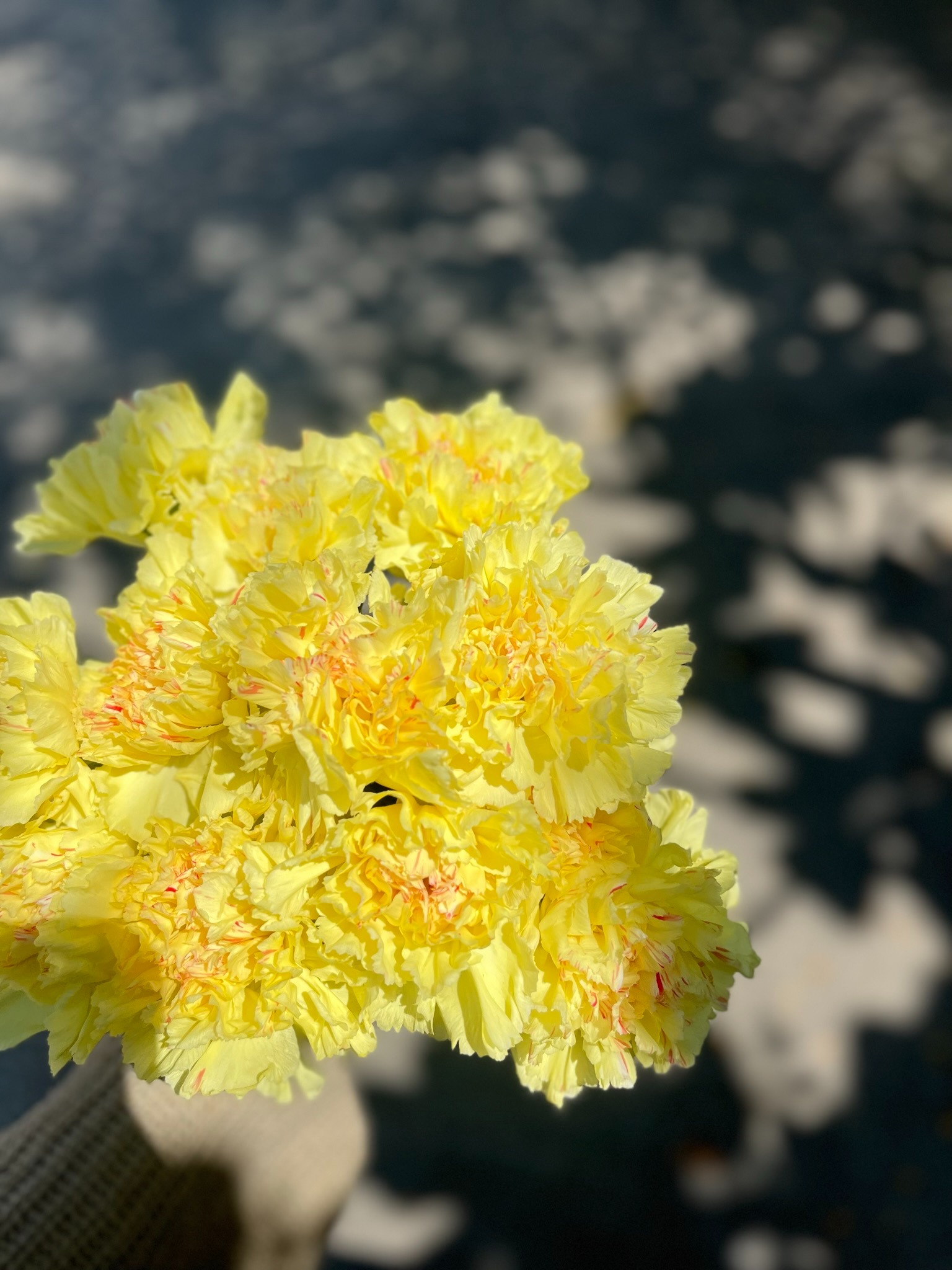 Carnation