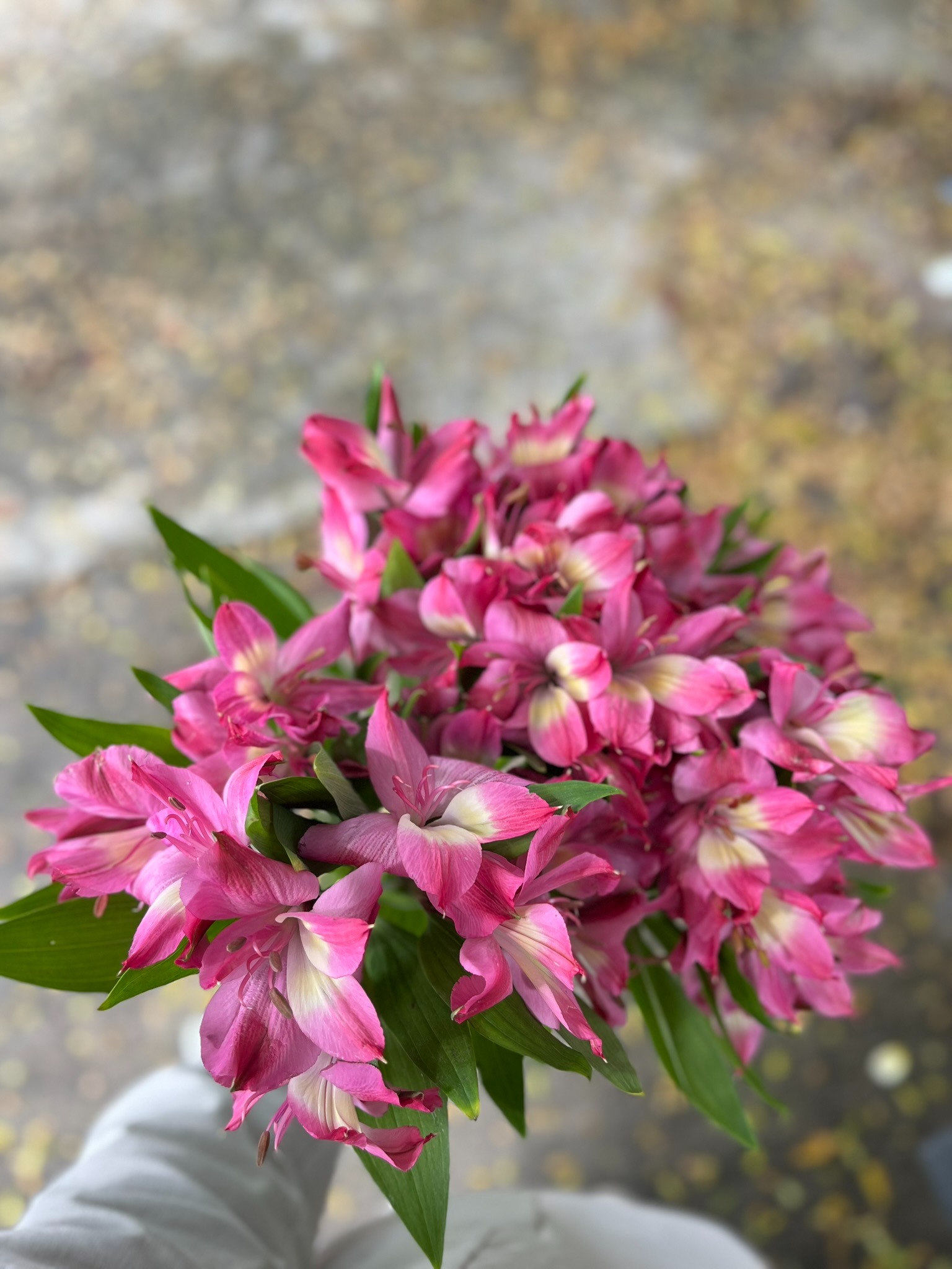 Alstroemeria