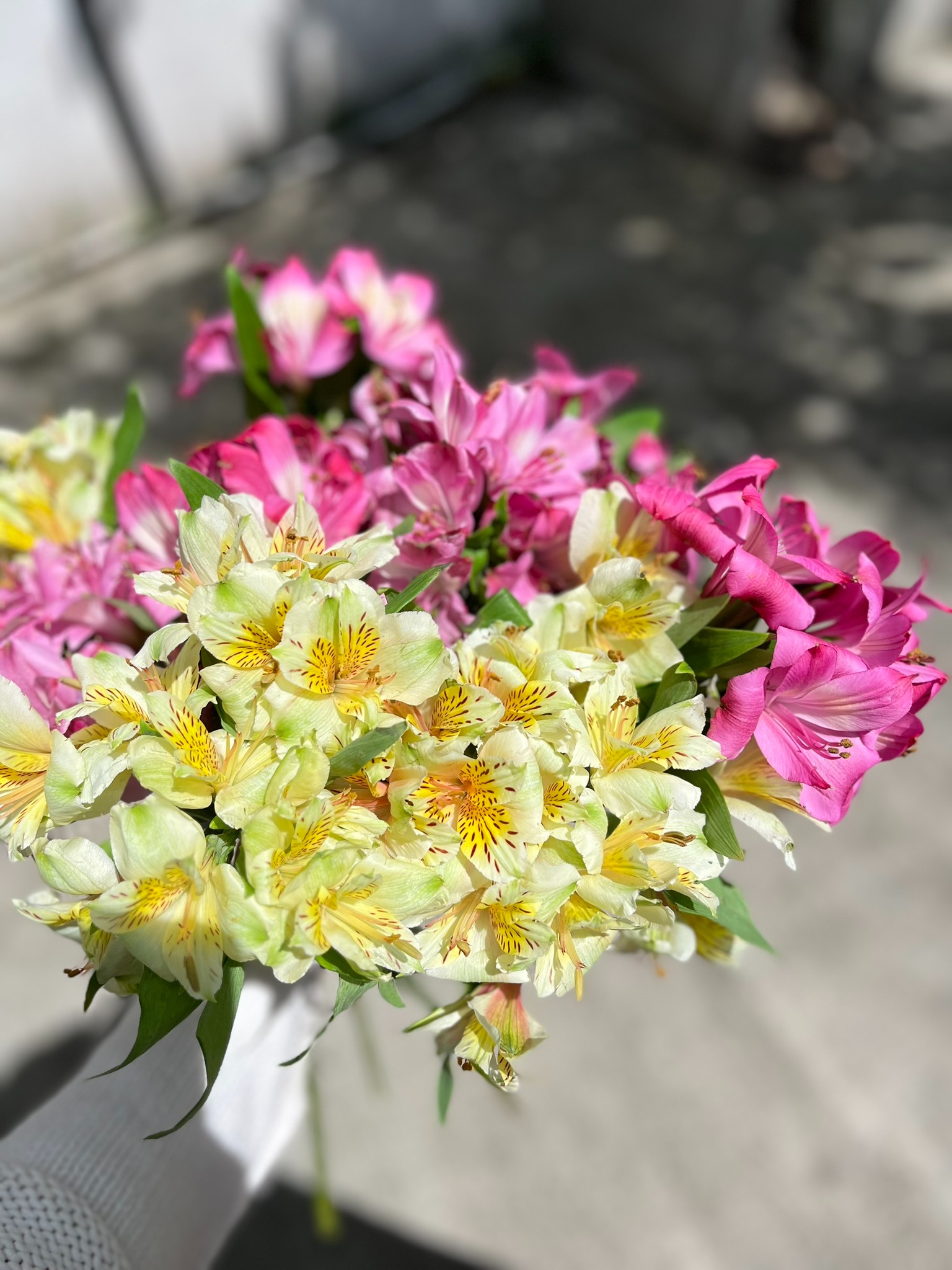 Alstroemeria