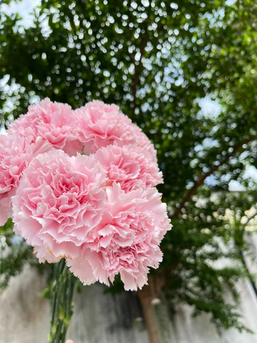 Image of Carnation