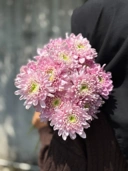 Chrysant