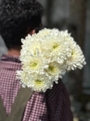 Chrysant